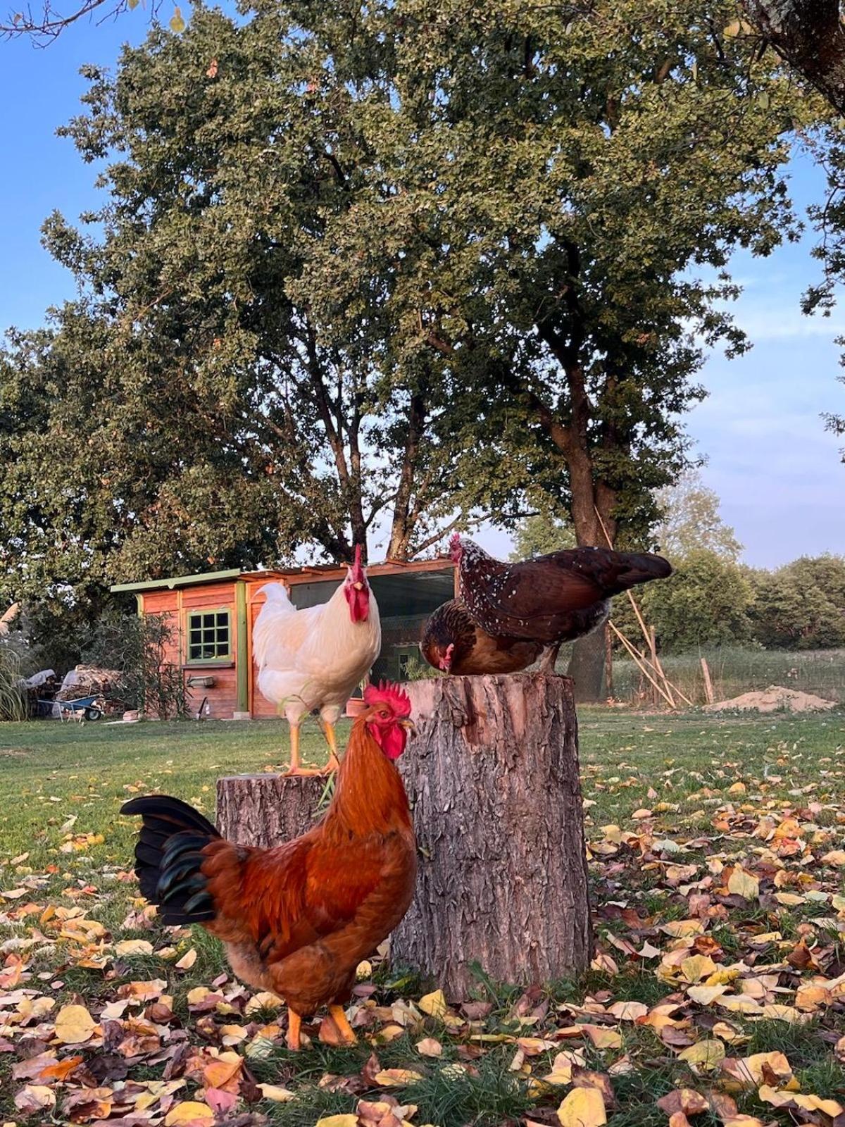 Camera Matrimoniale Il Picchio Verde Spianate Dış mekan fotoğraf